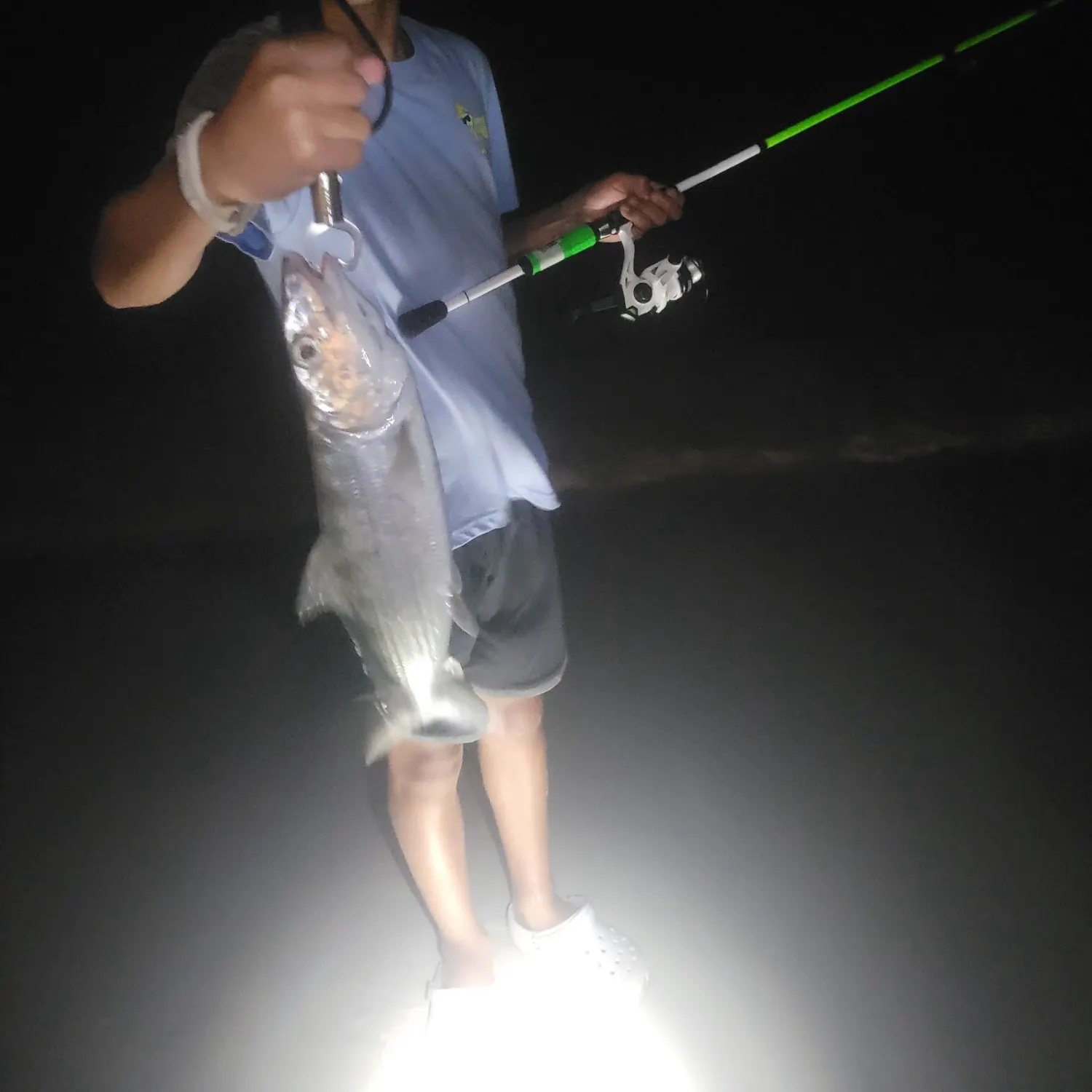 Ladyfish caught on Fishbrain