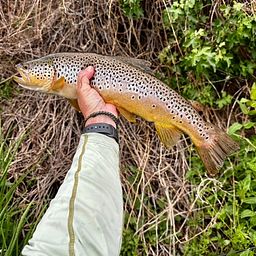 Ashley Lake fishing reports Little Bitterroot Lake, MT (United States)  fishing