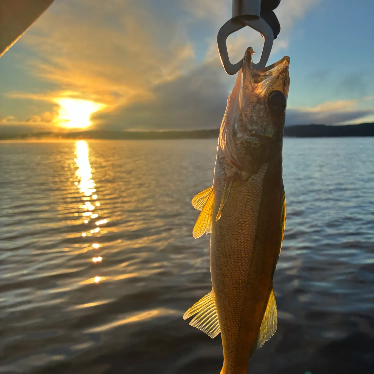 Walleye caught on Fishbrain