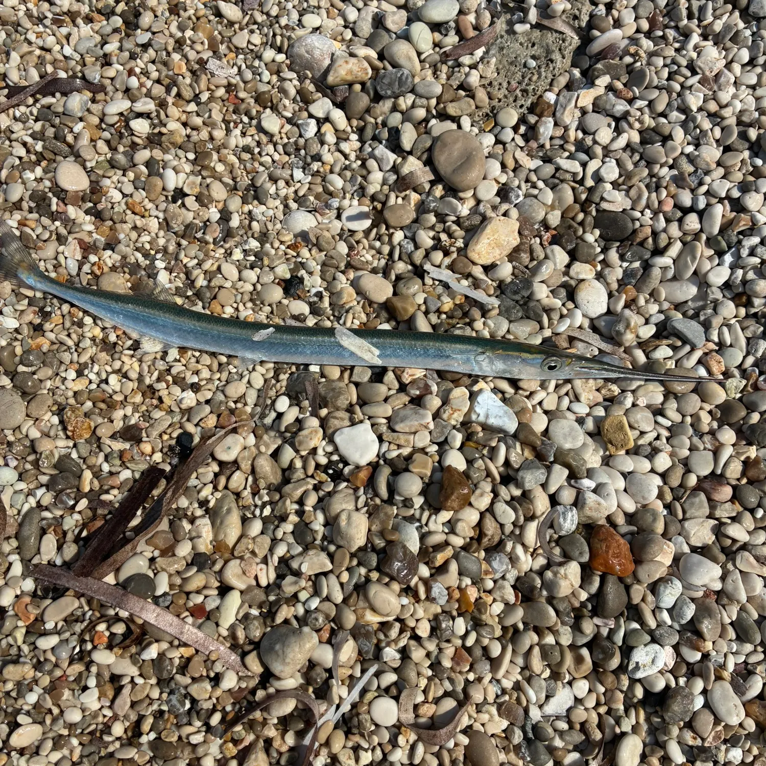 European garfish caught on Fishbrain