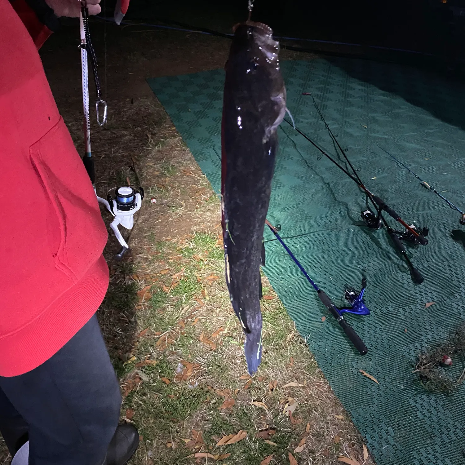 The most recent River blackfish catches on Fishbrain