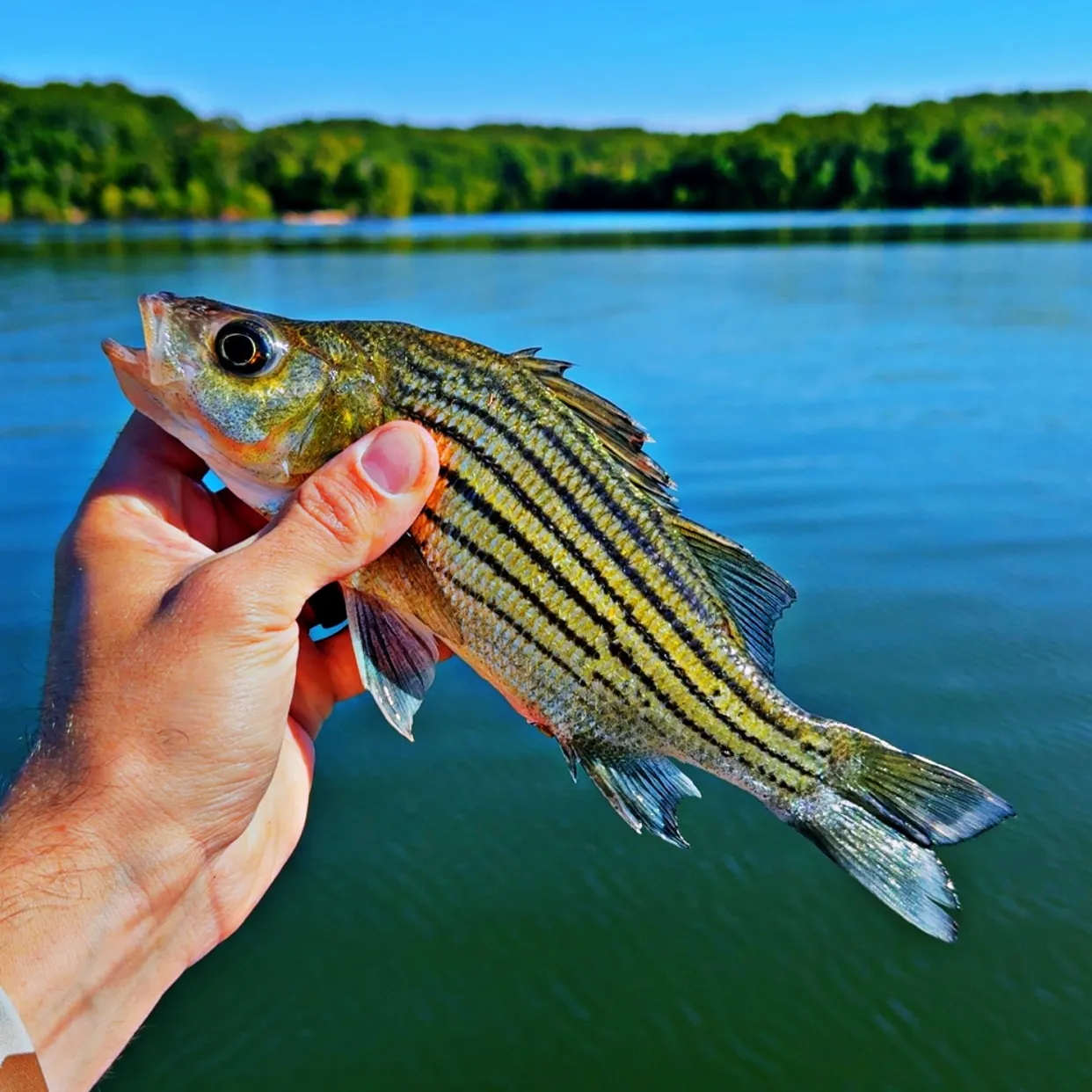 The most recent Yellow bass catches on Fishbrain