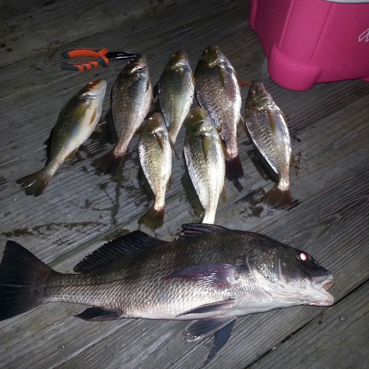 recently logged catches