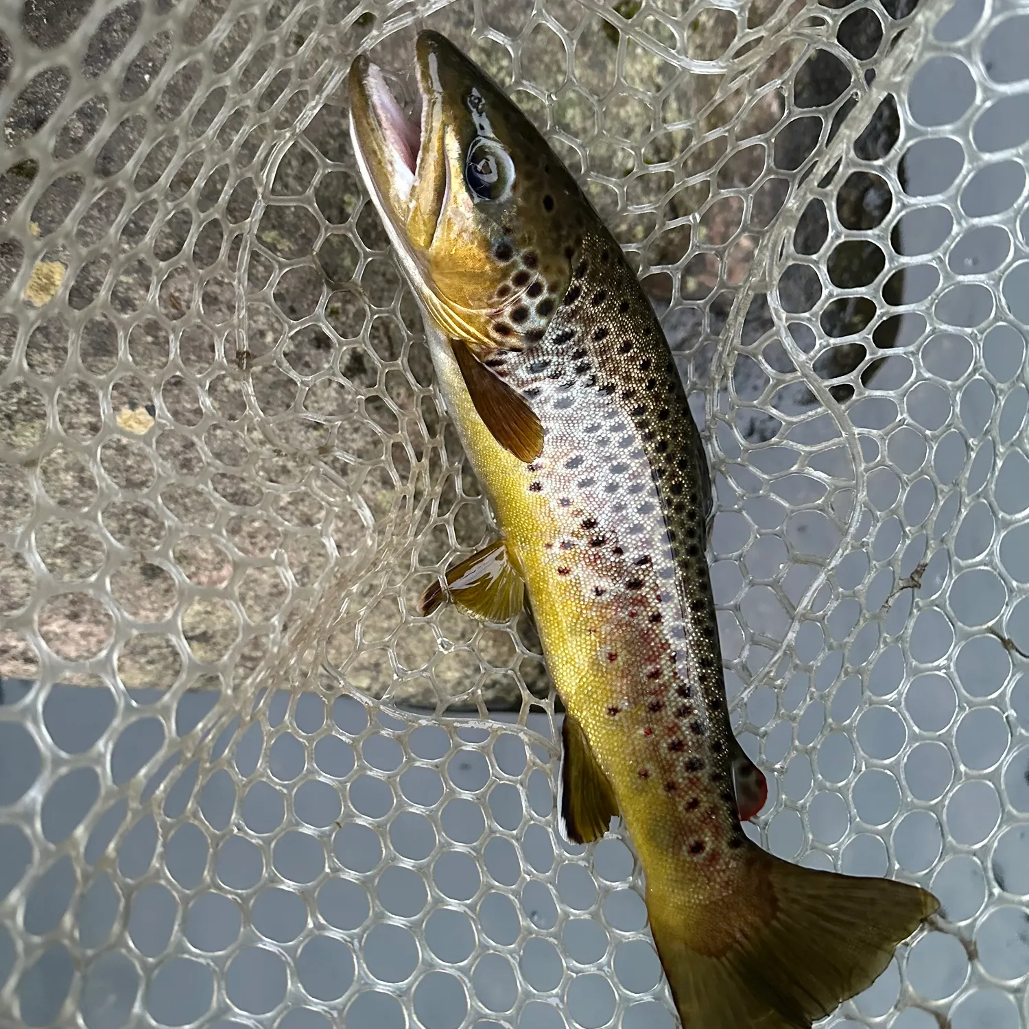 Brown trout caught on Fishbrain