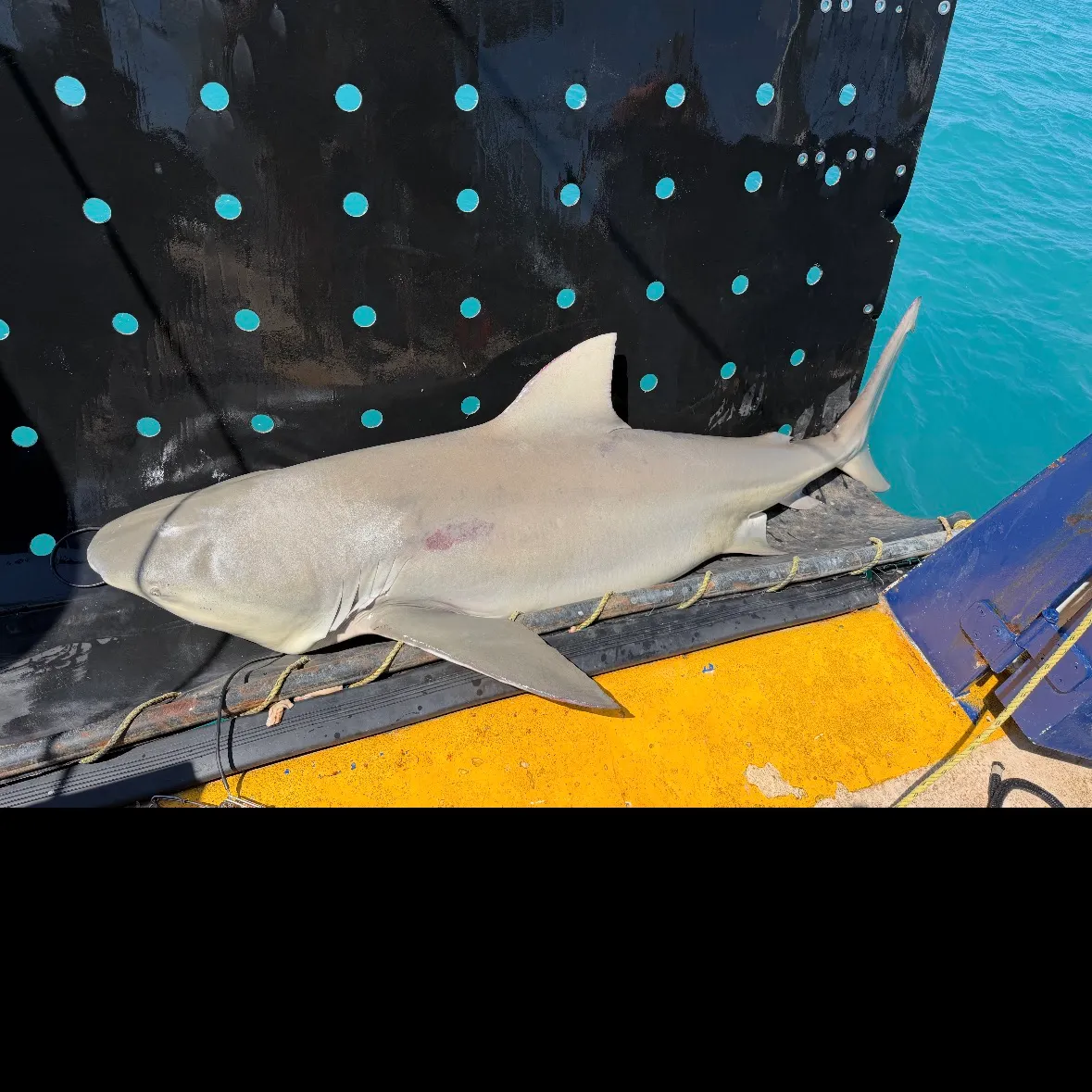Bull shark caught on Fishbrain