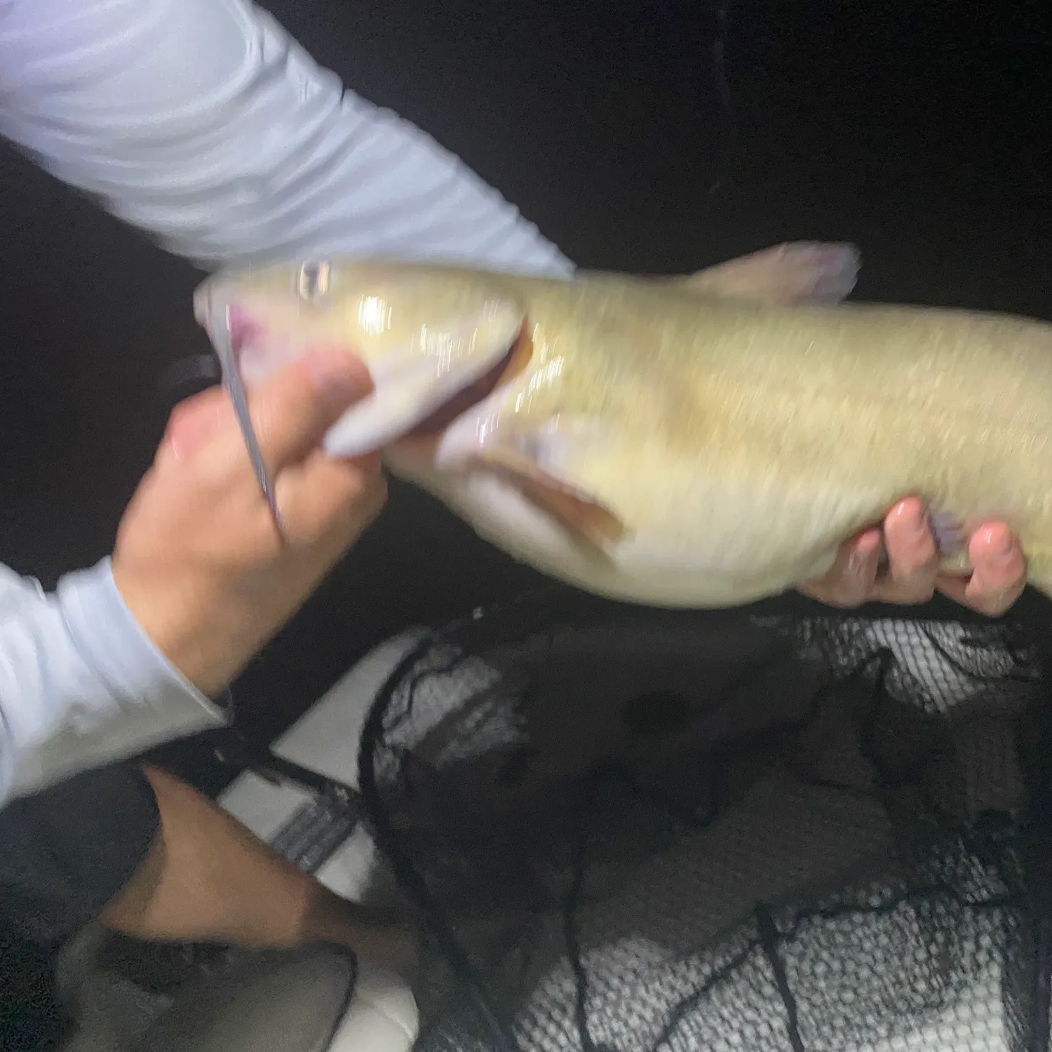 Channel catfish caught on Fishbrain