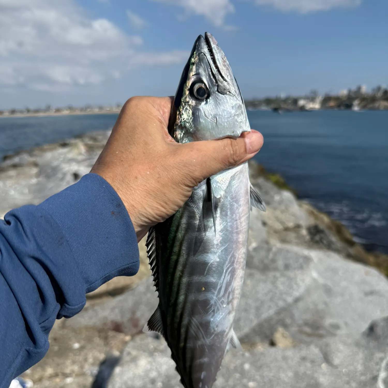 Pacific bonito caught on Fishbrain
