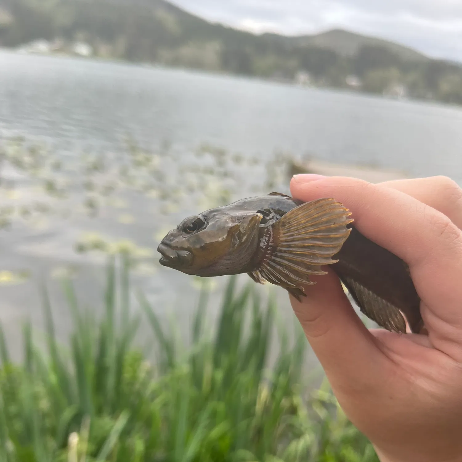 The most recent Mottled sculpin catches on Fishbrain