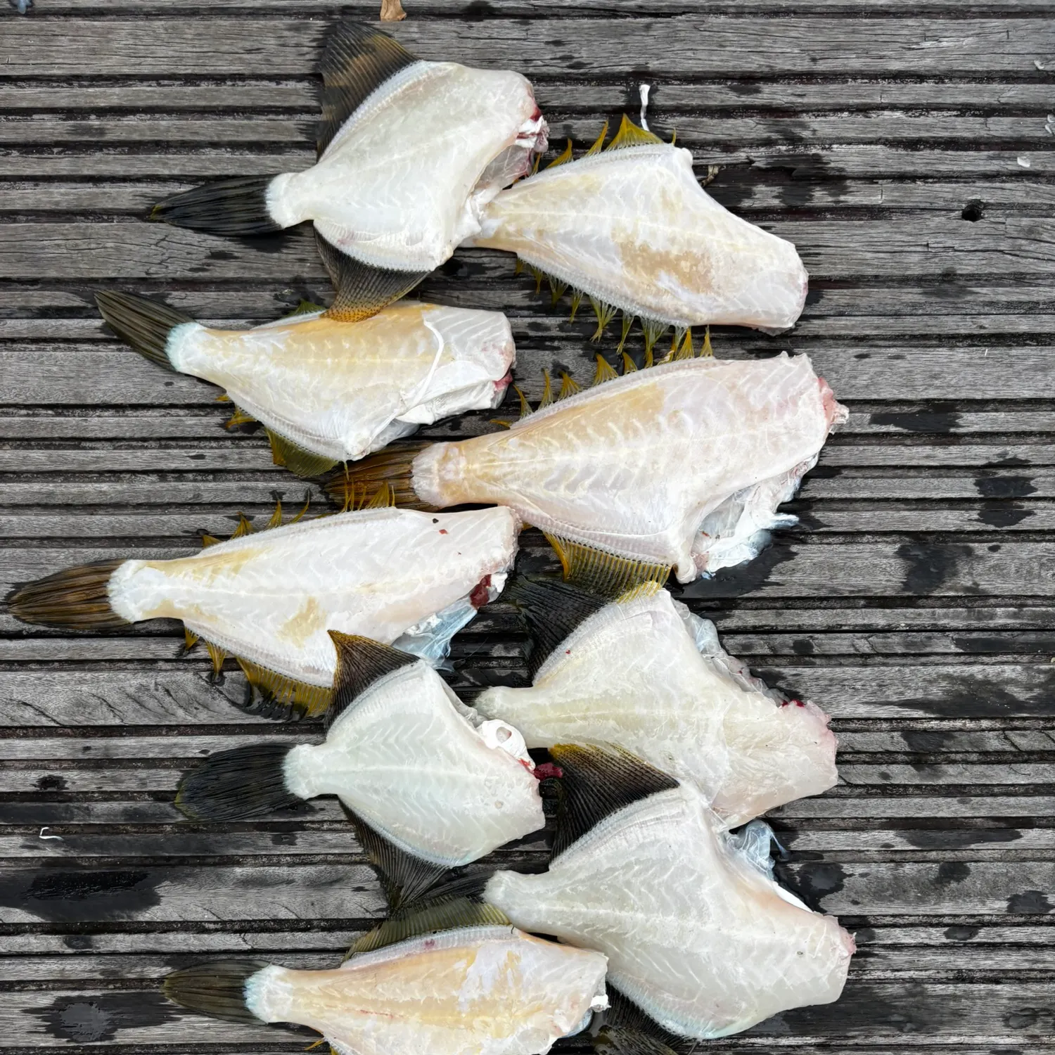 The most recent Fan-bellied leatherjacket catches on Fishbrain