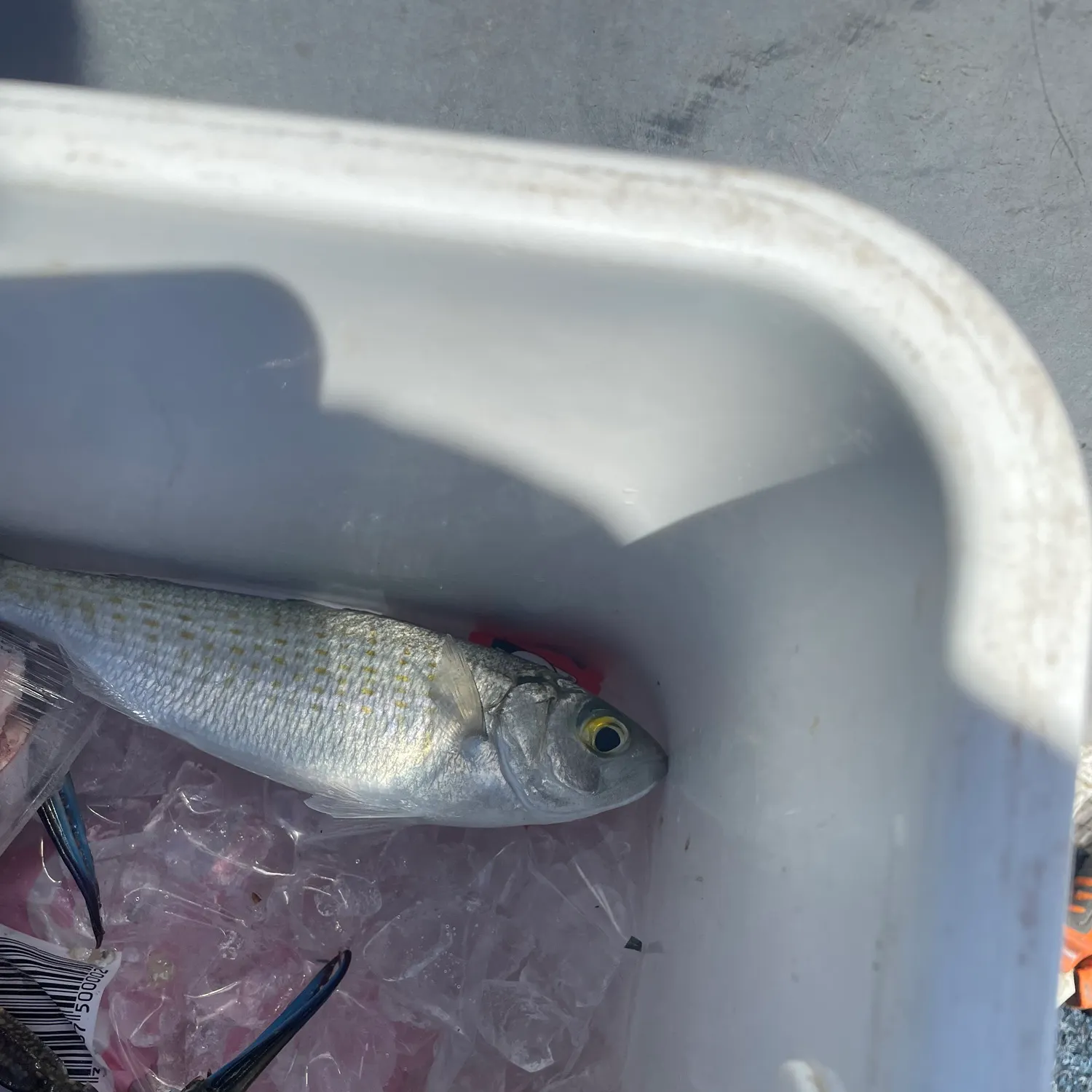 The most recent Atlantic herring catches on Fishbrain