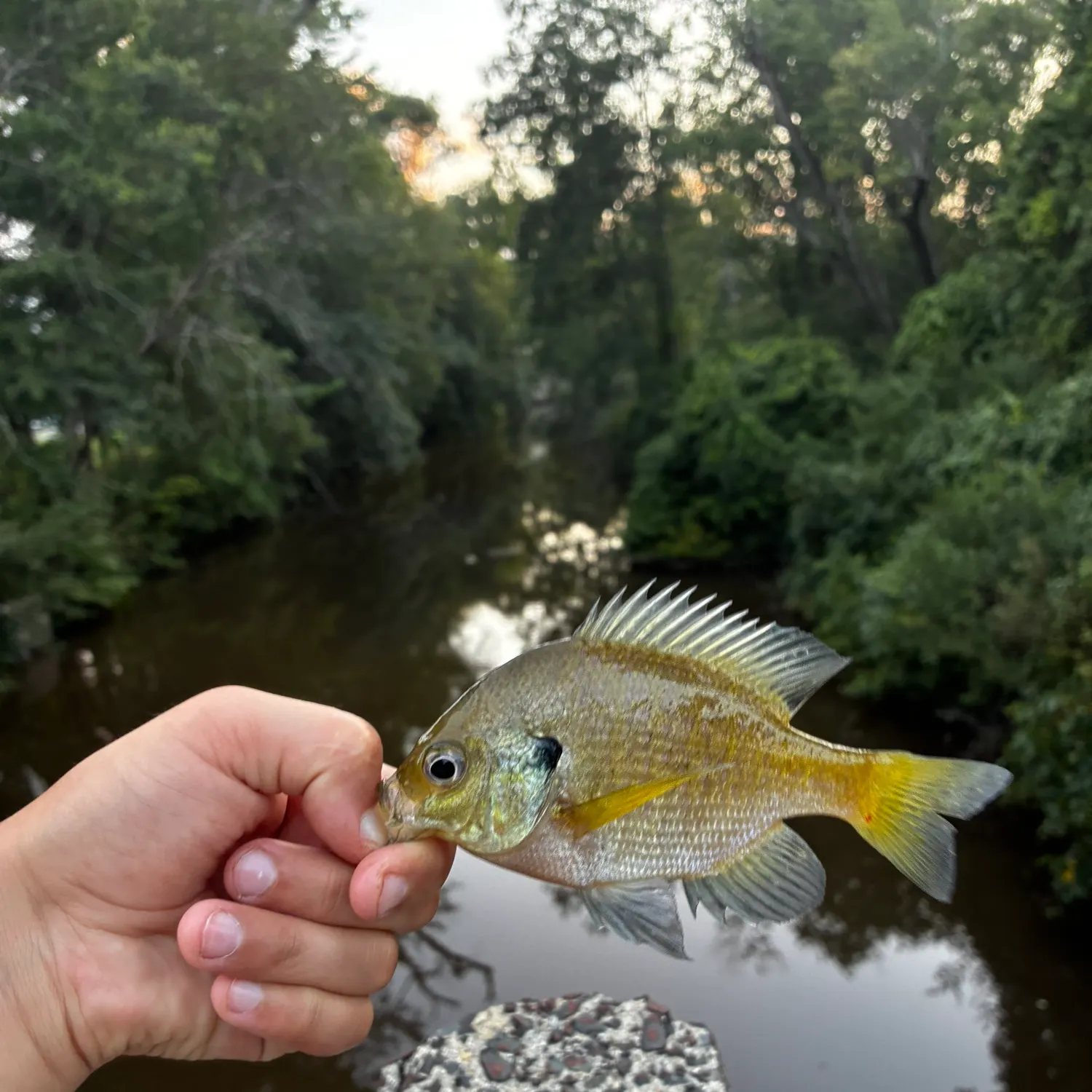 Bluegill caught on Fishbrain