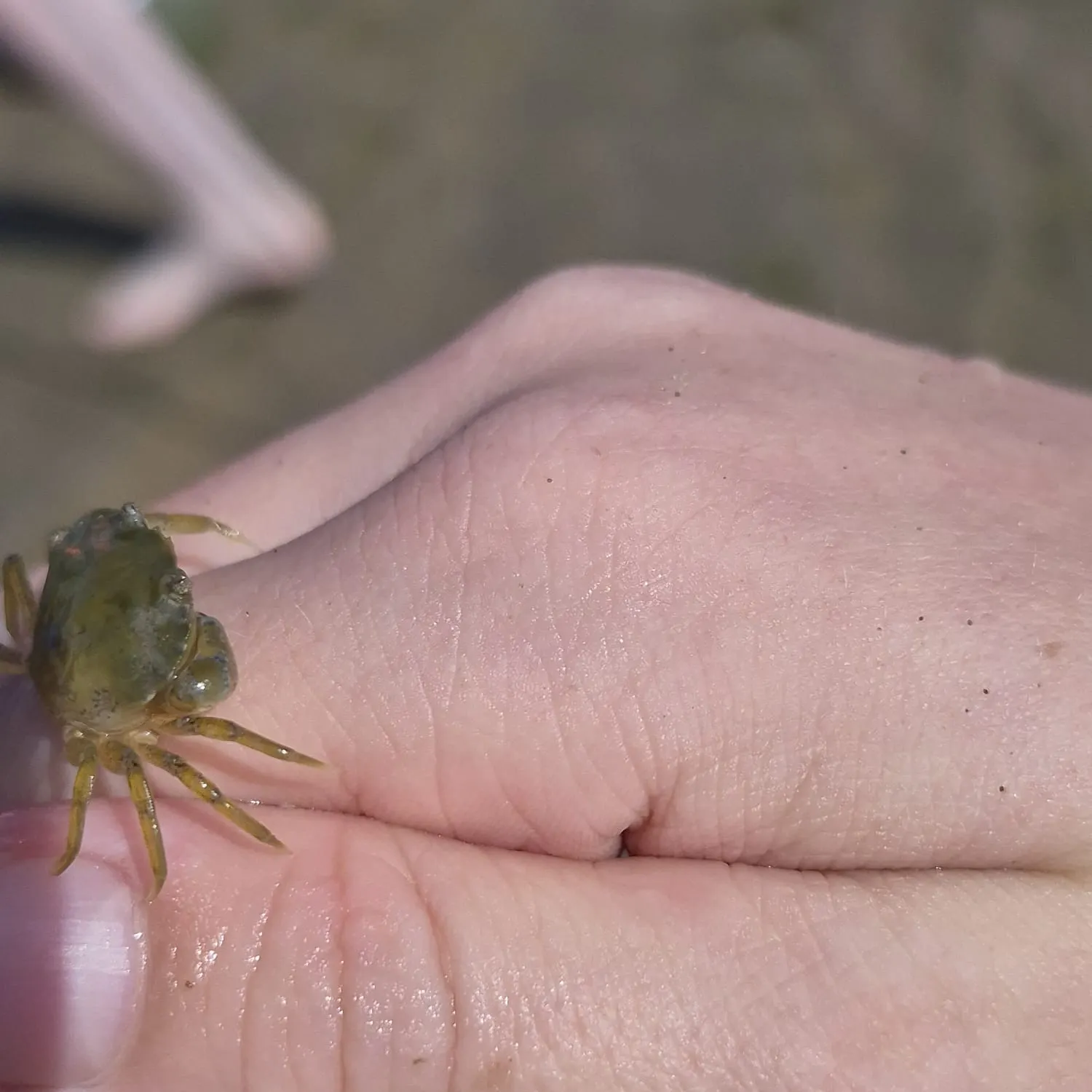 The most recent Green crab catches on Fishbrain