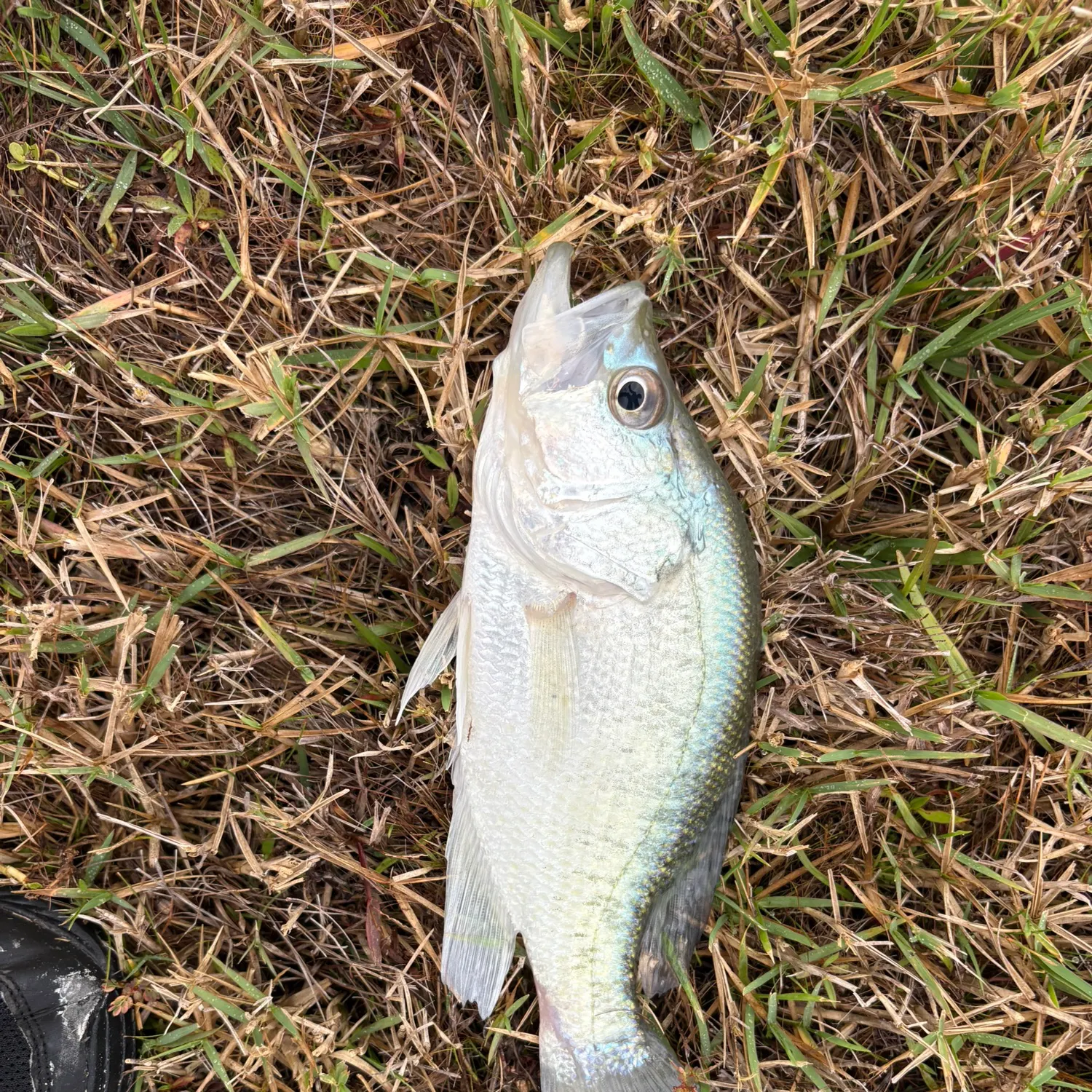 The most recent White crappie catches on Fishbrain