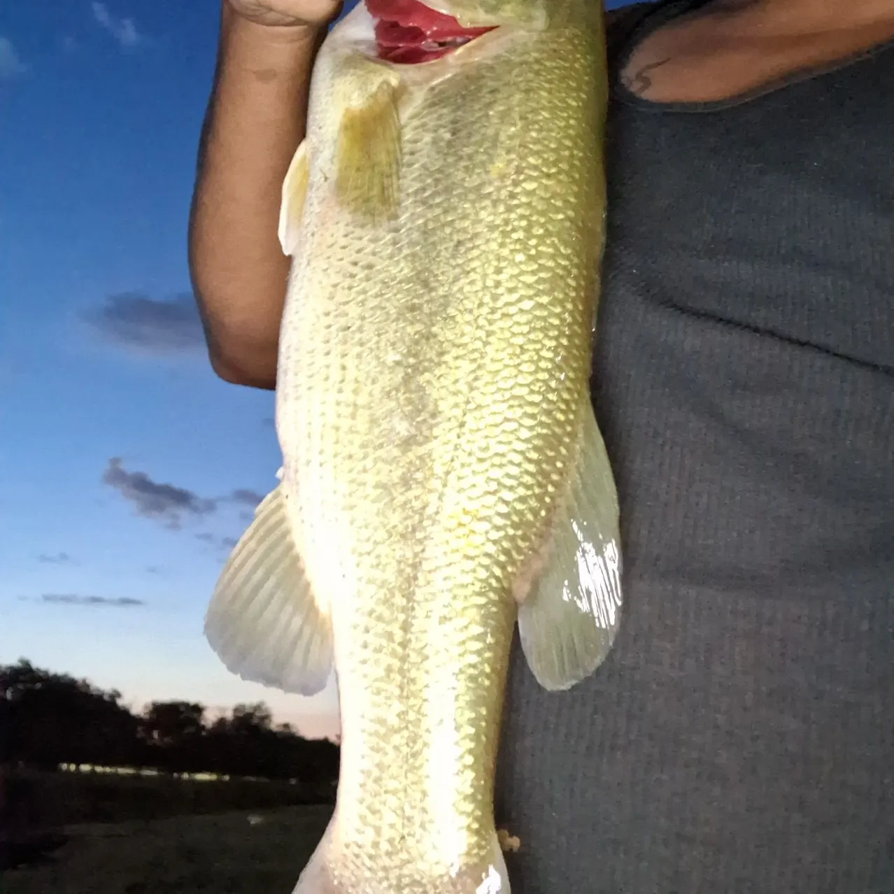 Largemouth bass caught on Fishbrain