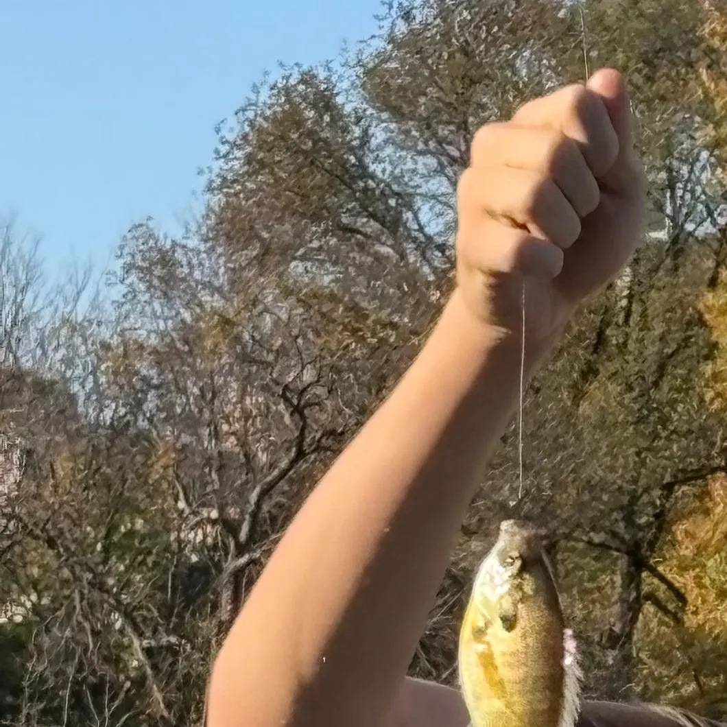 The most recent Smooth puffer catches on Fishbrain