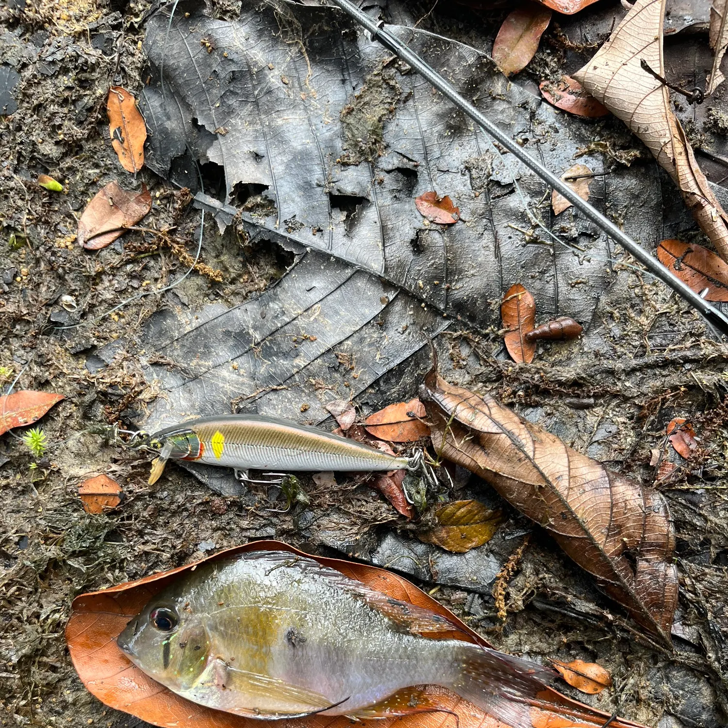 The most recent Eartheater cichlid catches on Fishbrain