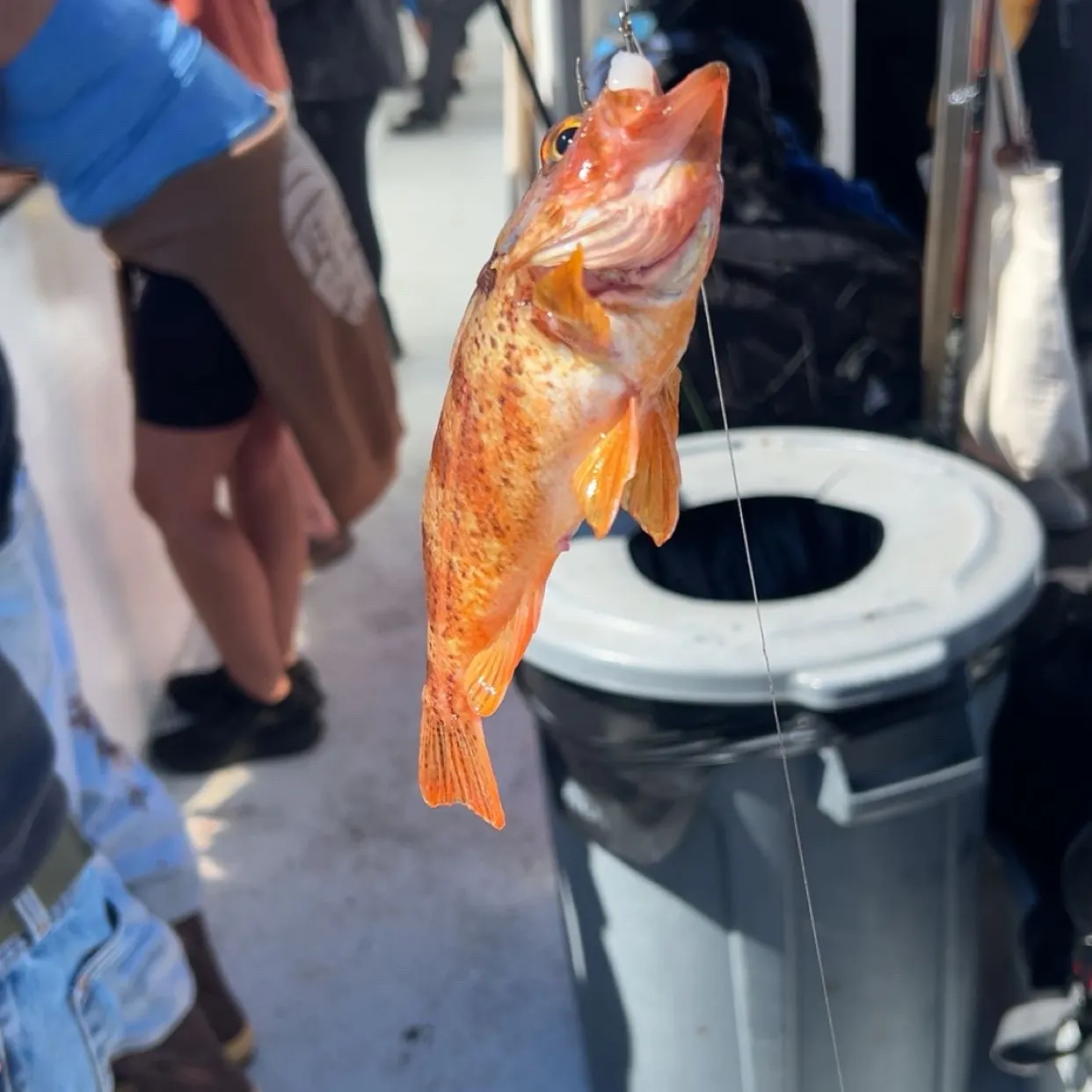 Copper rockfish caught on Fishbrain