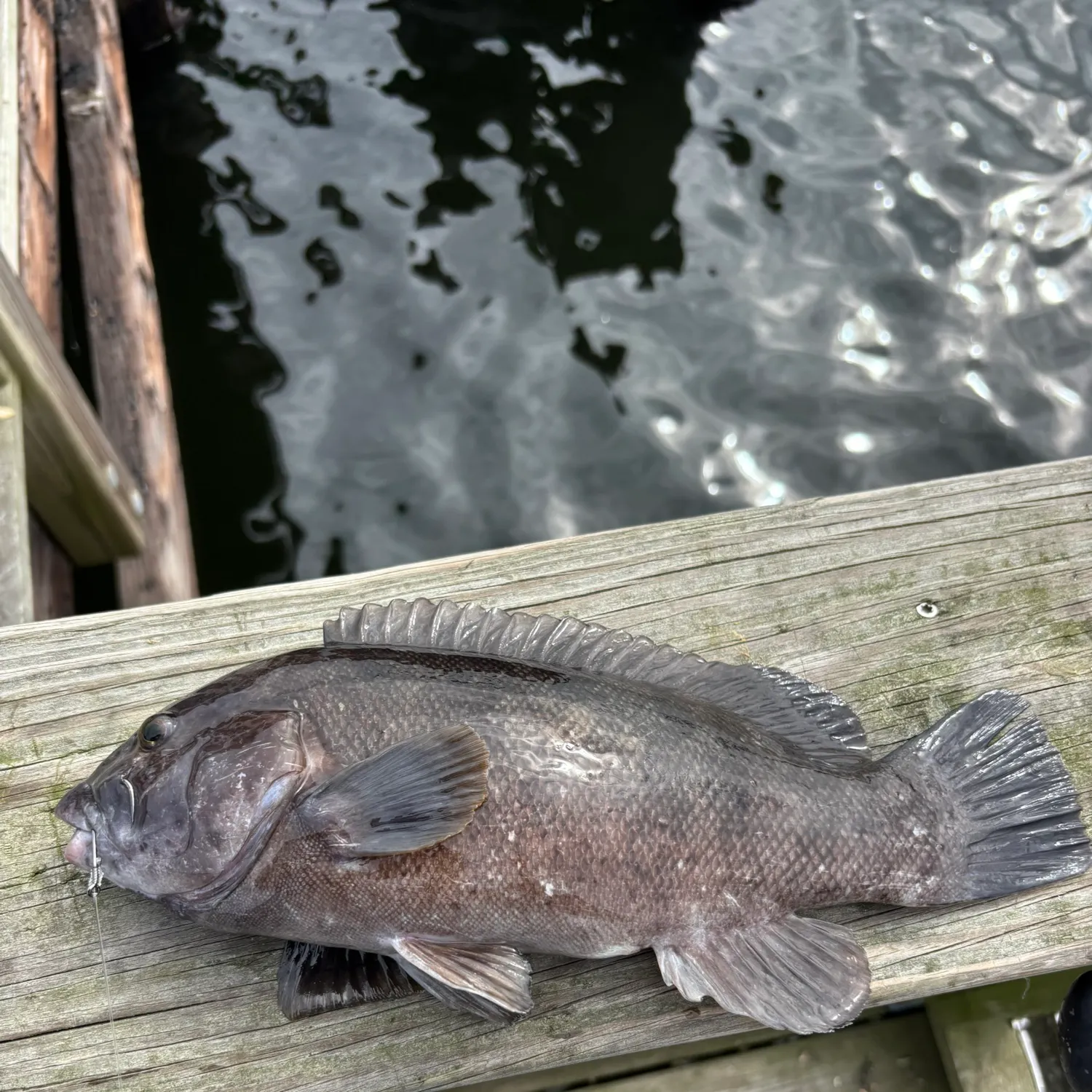 Tautog caught on Fishbrain