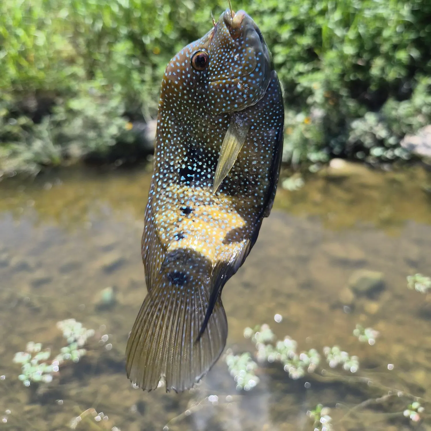 The most recent Rio Grande cichlid catches on Fishbrain