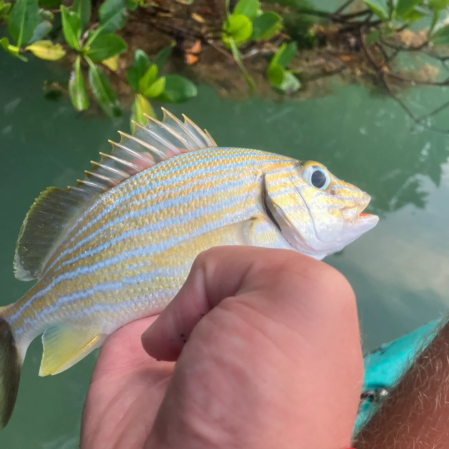 The most recent Bluestriped grunt catches on Fishbrain