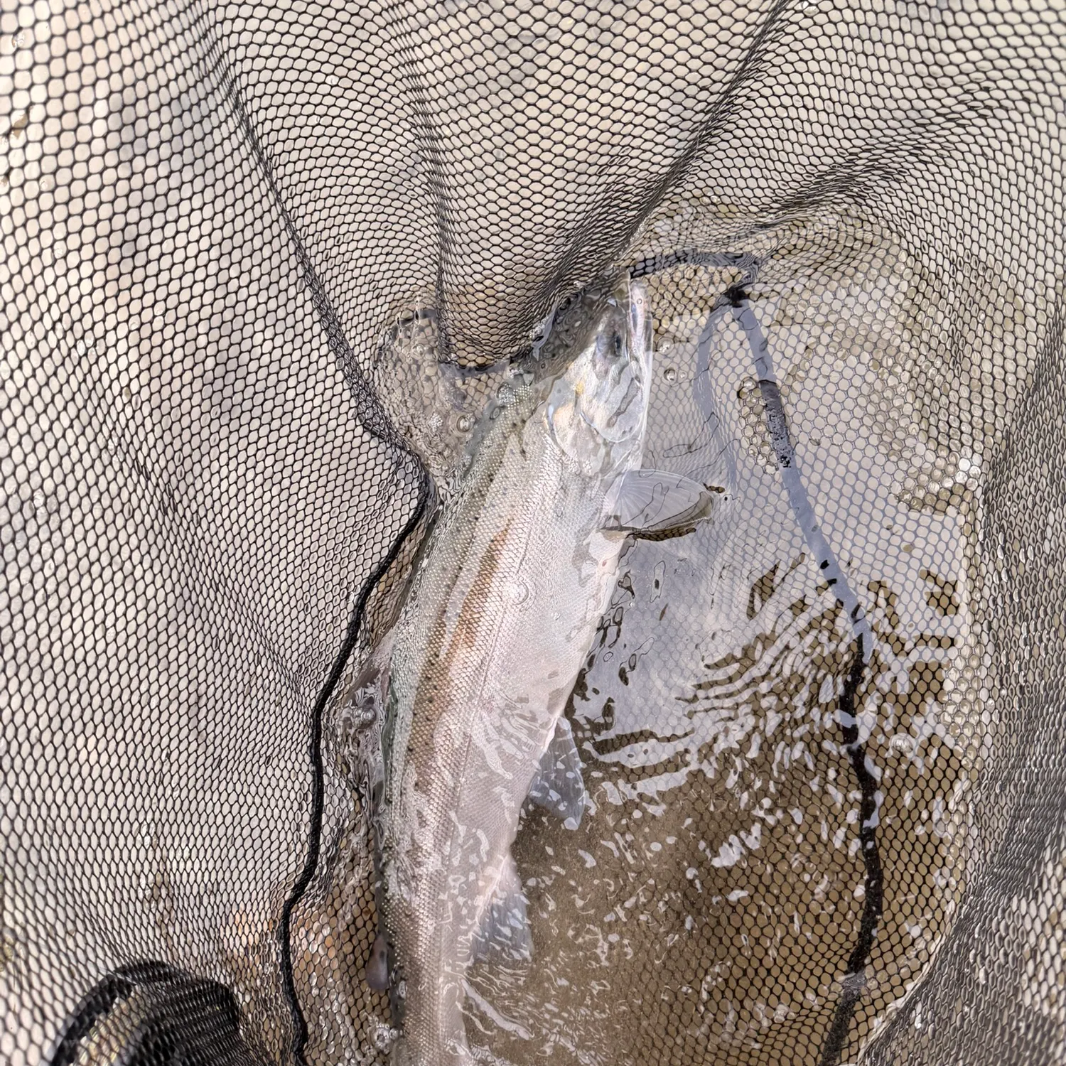 Coho salmon caught on Fishbrain