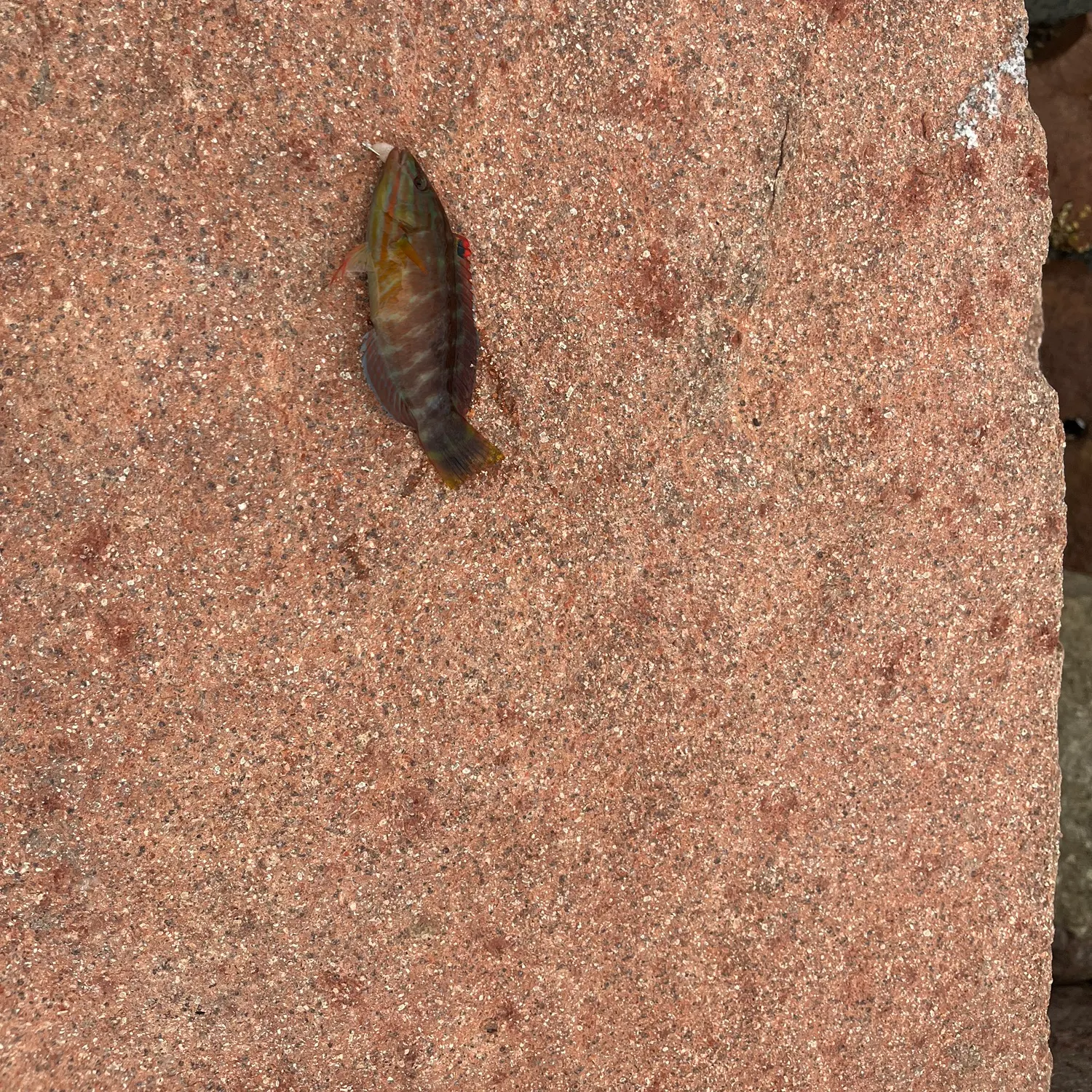 The most recent Crimsonbanded wrasse catches on Fishbrain
