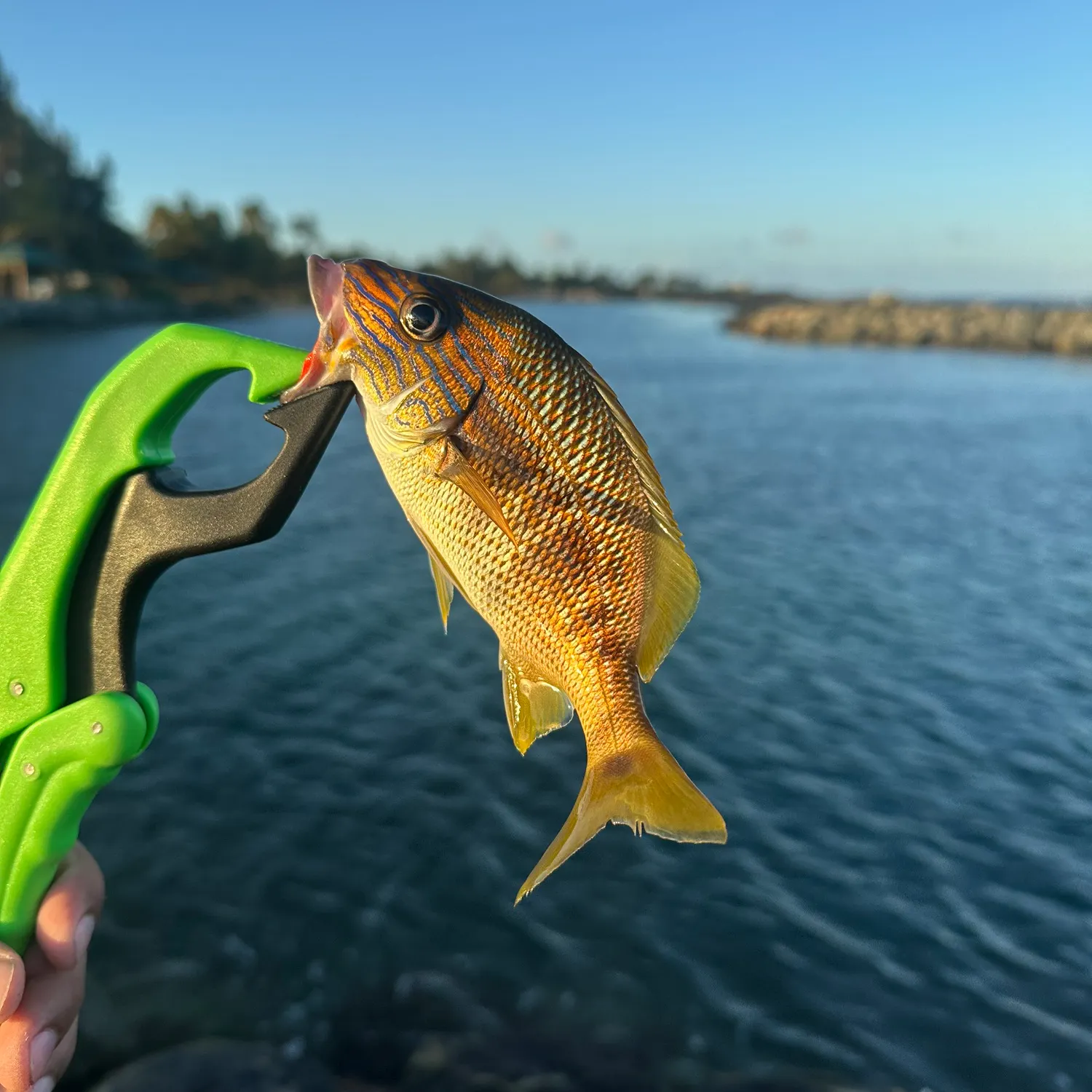 The most recent Yellowtail snapper catches on Fishbrain