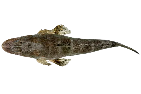 Fringe-eyed flathead