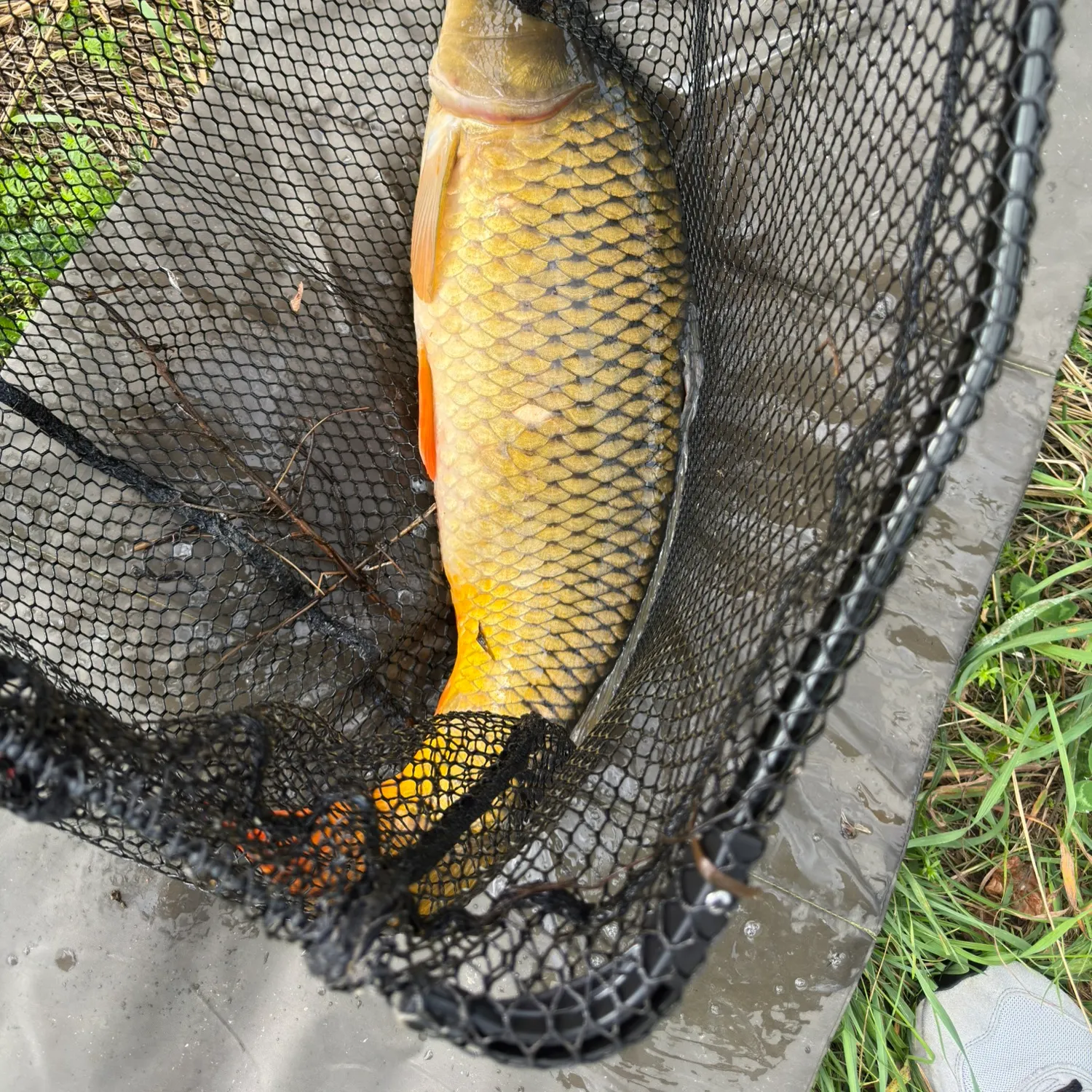 Common carp caught on Fishbrain