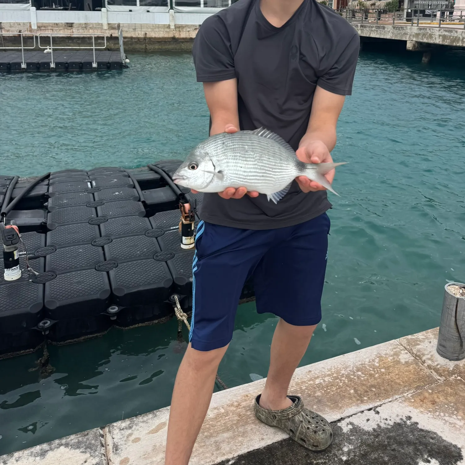 The most recent Pinfish catches on Fishbrain