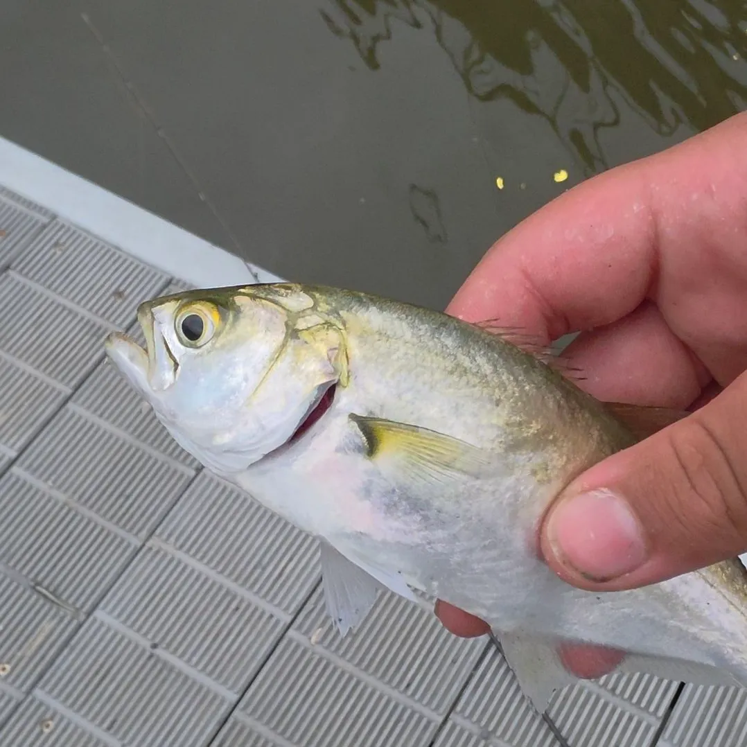 The most recent Bluefish catches on Fishbrain