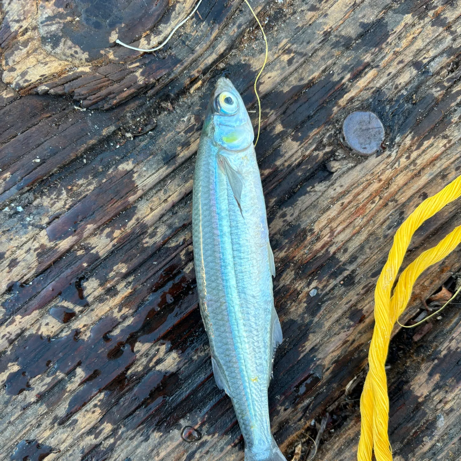 Surf smelt caught on Fishbrain