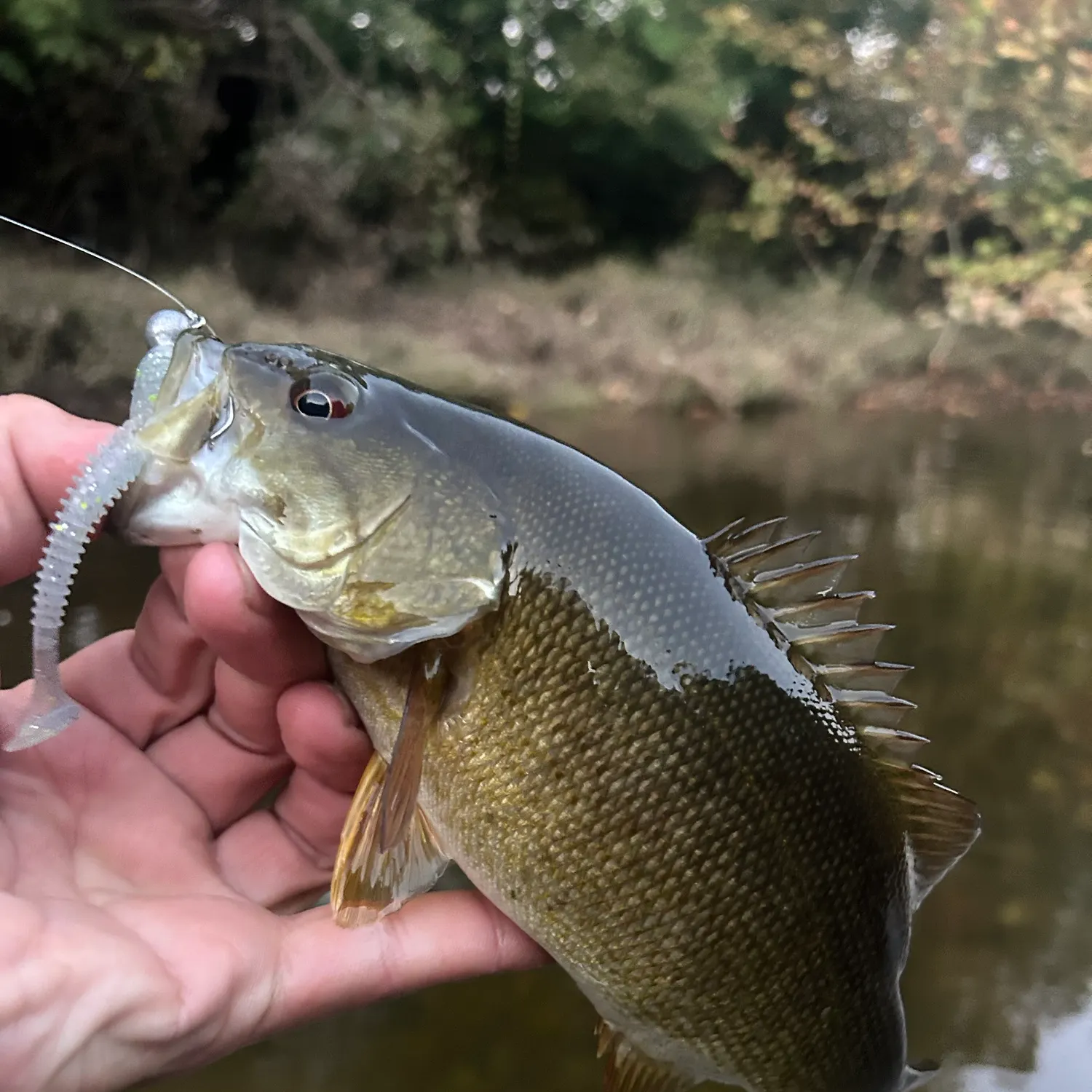 Smallmouth bass caught on Fishbrain