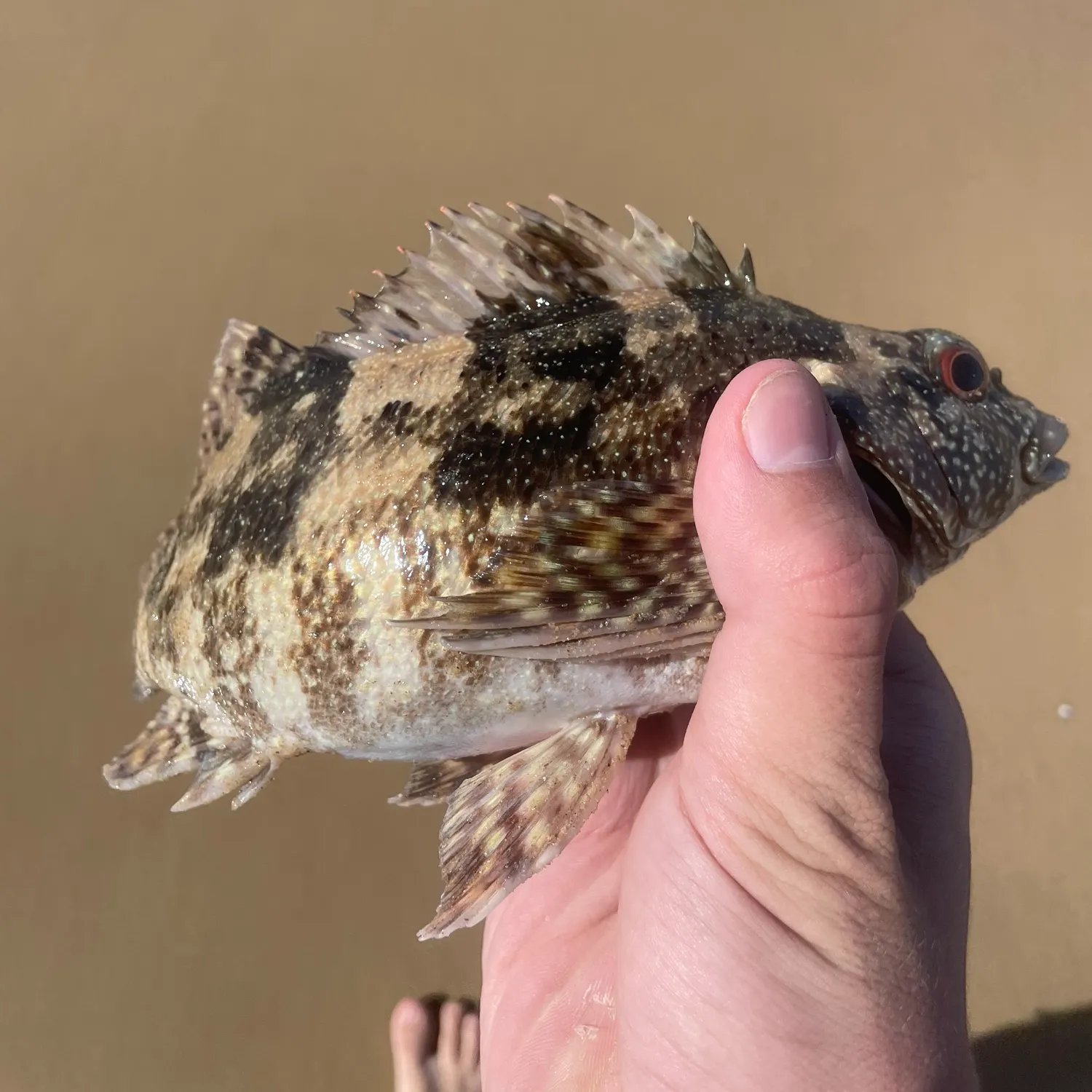 The most recent Areolate grouper catches on Fishbrain
