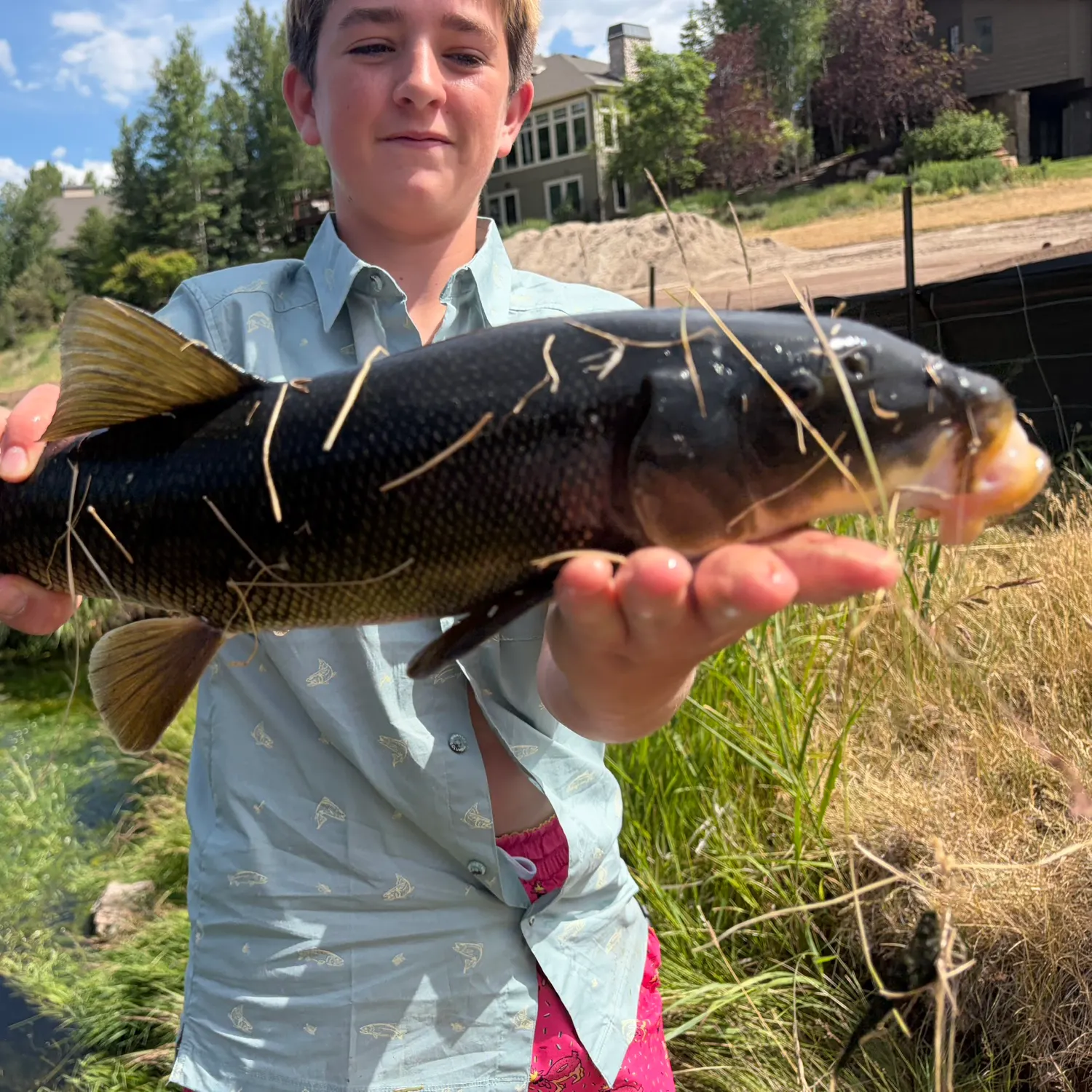 The most recent Utah sucker catches on Fishbrain