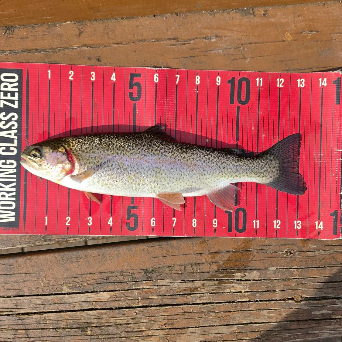 recently logged catches