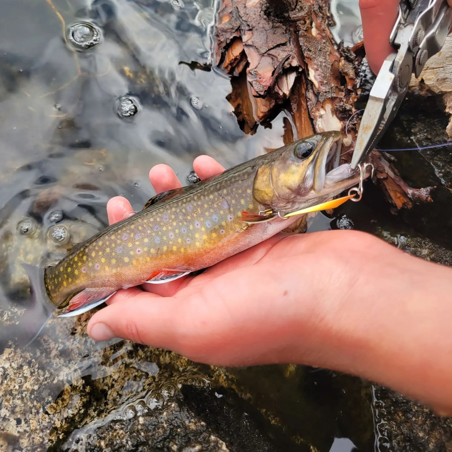 Brook trout caught on Fishbrain