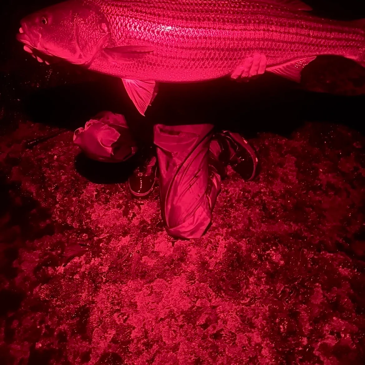 Striped bass caught on Fishbrain