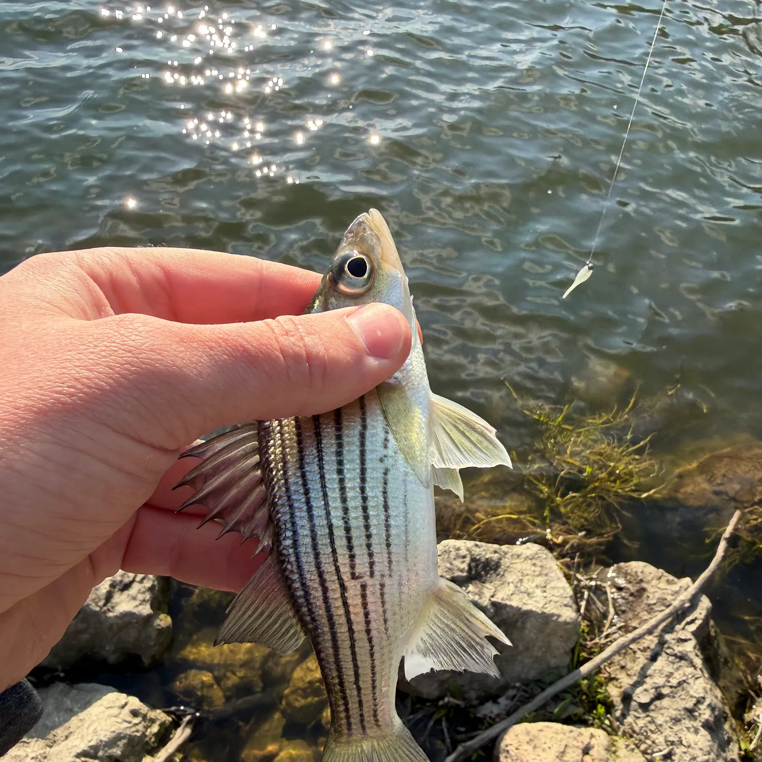 The most recent Yellow bass catches on Fishbrain