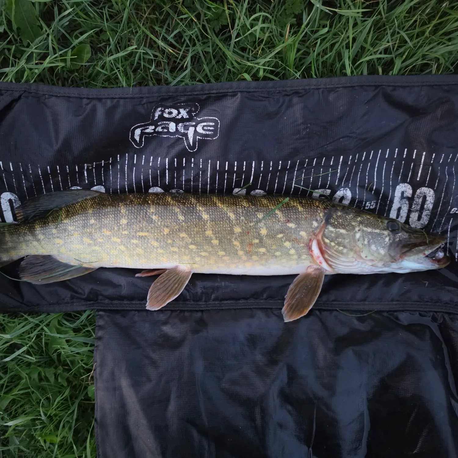 Northern pike caught on Fishbrain