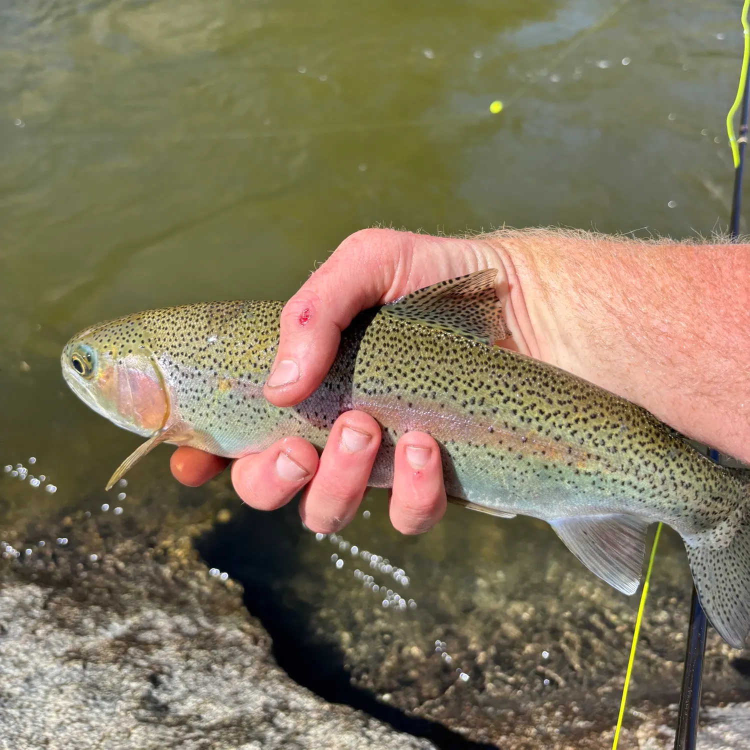 The most recent Kern River Rainbow Trout catches on Fishbrain