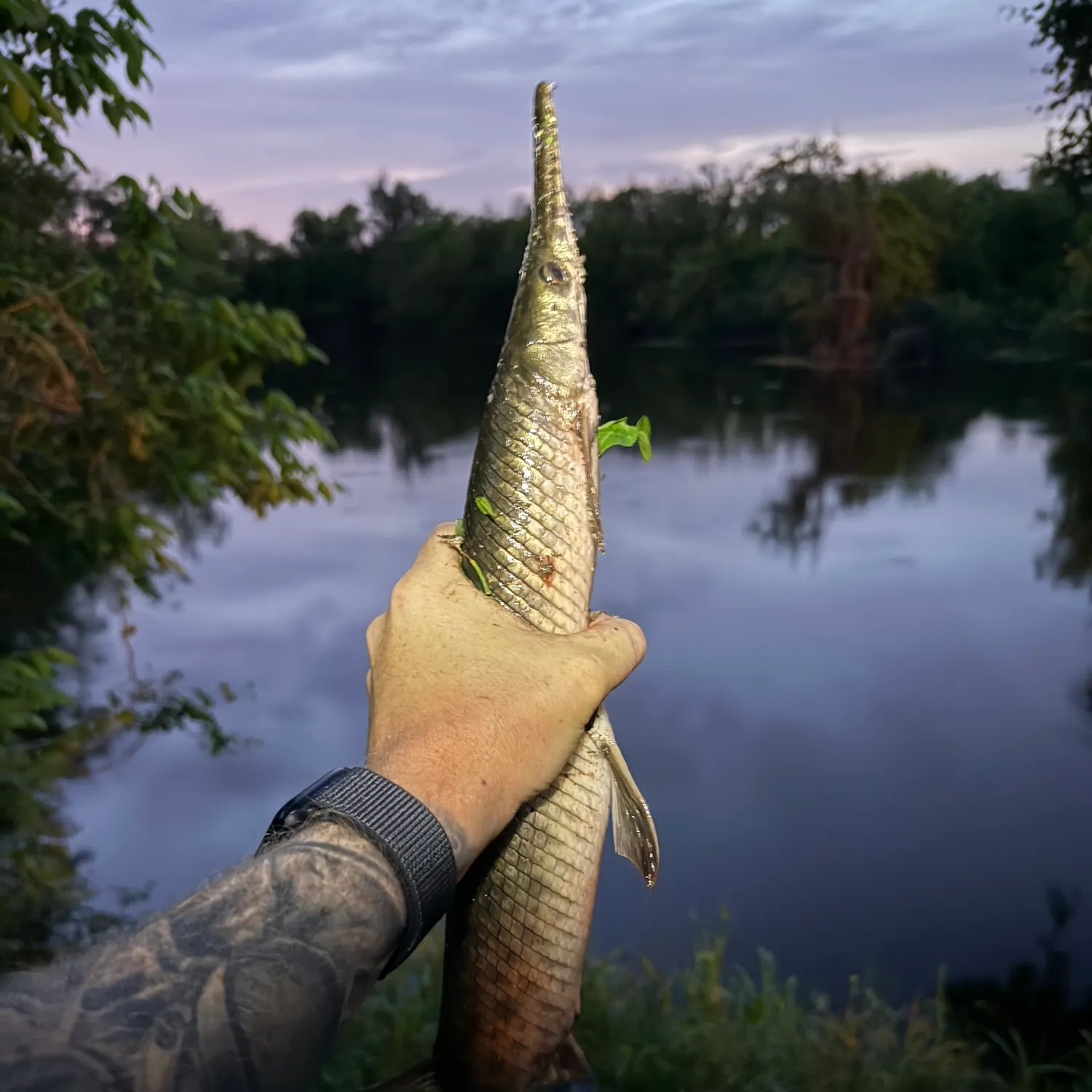 The most recent Shortnose gar catches on Fishbrain