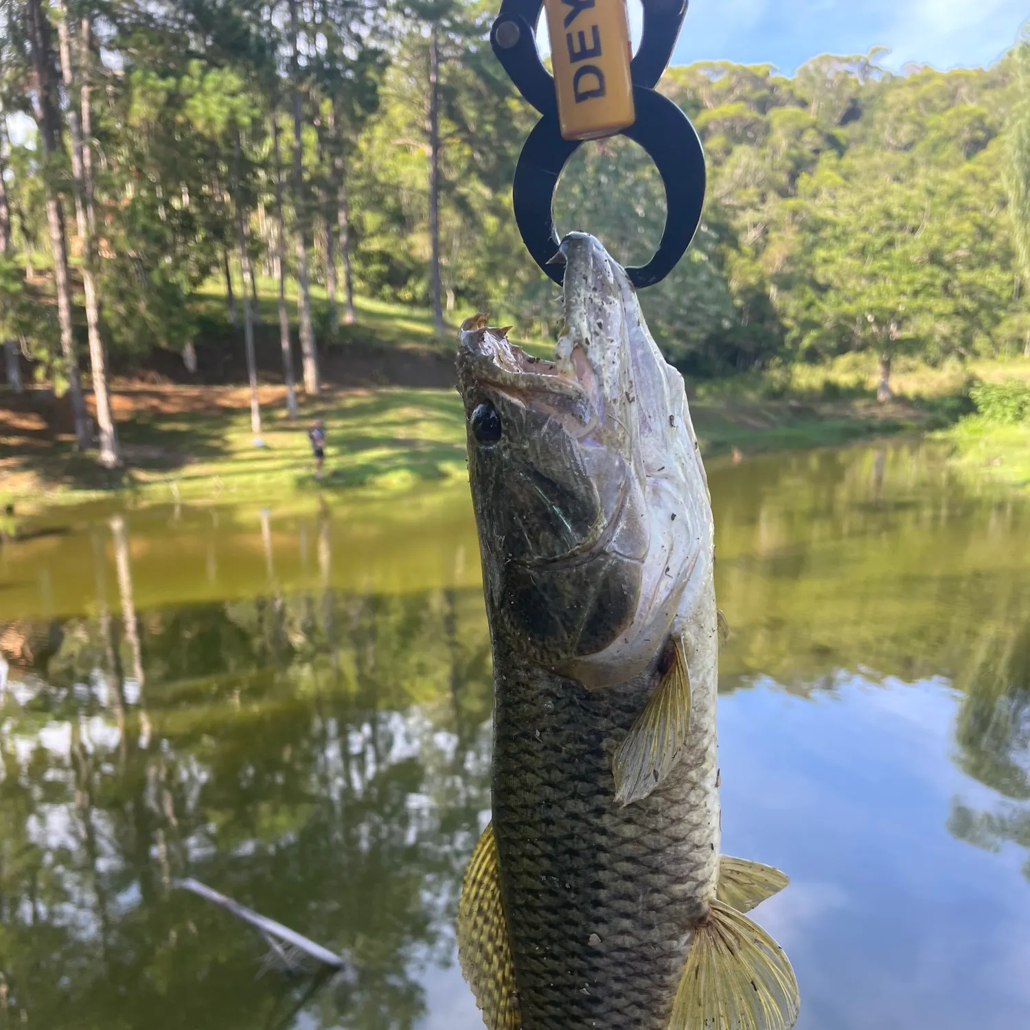 The most recent Trahira catches on Fishbrain