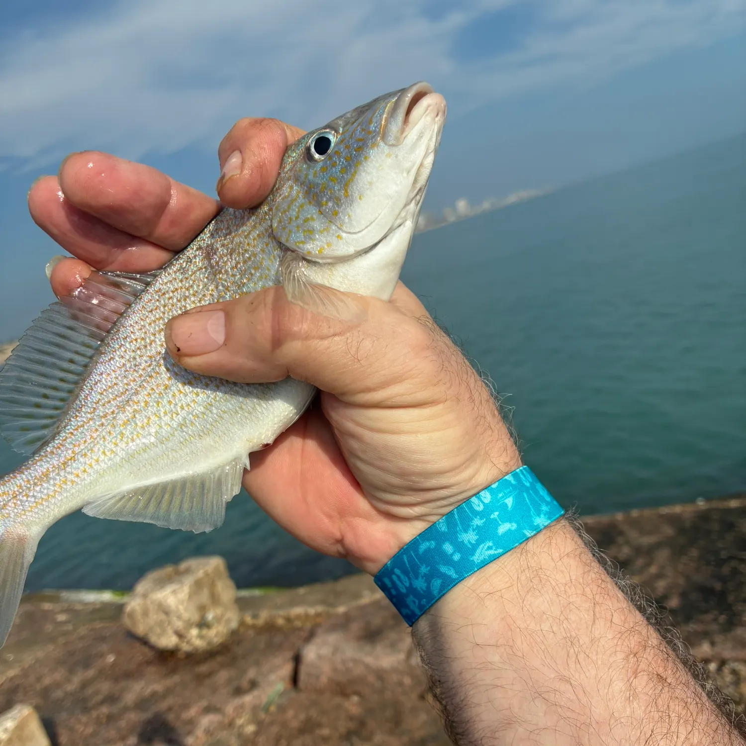 The most recent White grunt catches on Fishbrain