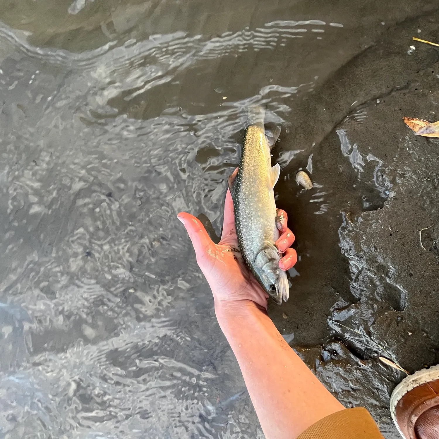 Bull trout caught on Fishbrain