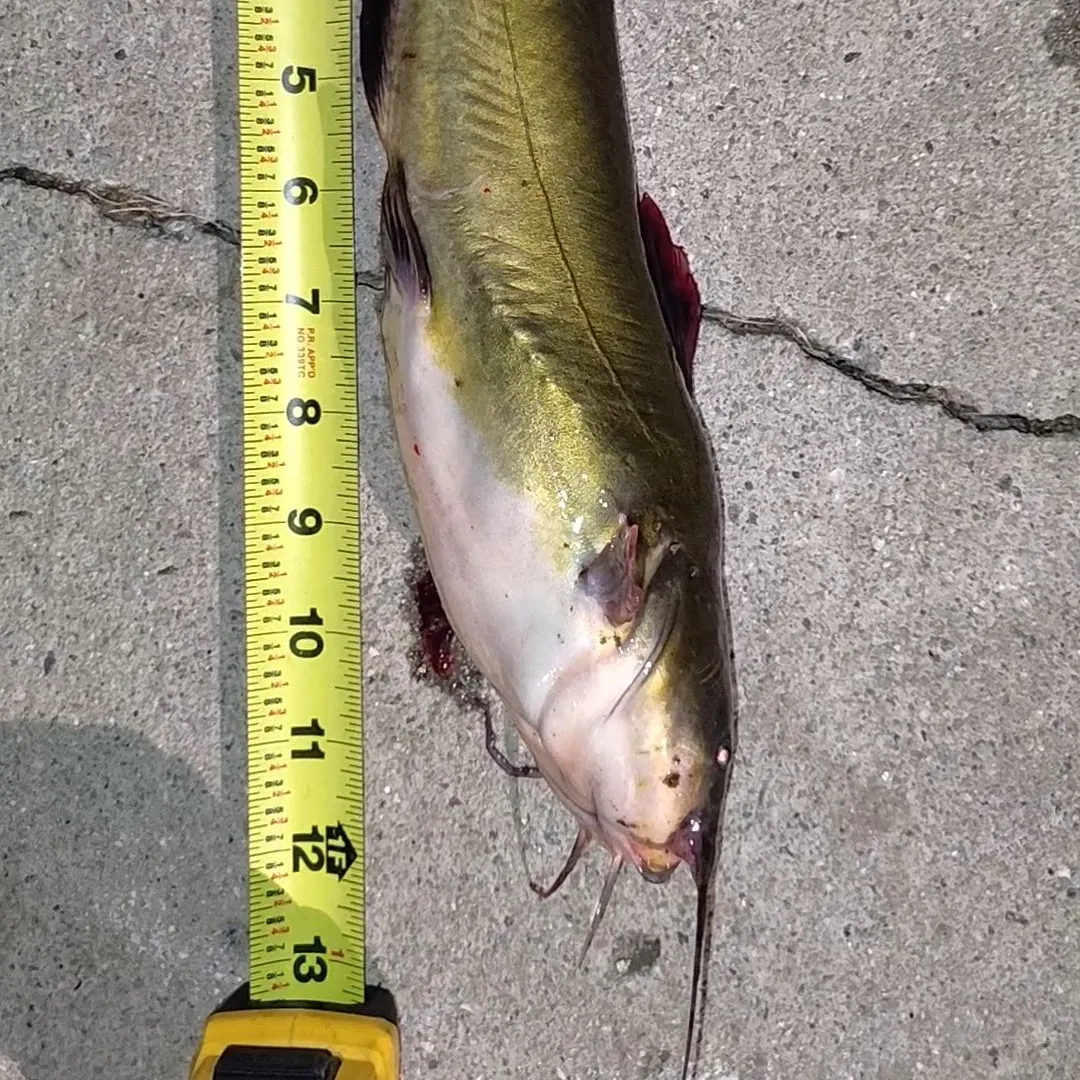 Yellow bullhead caught on Fishbrain