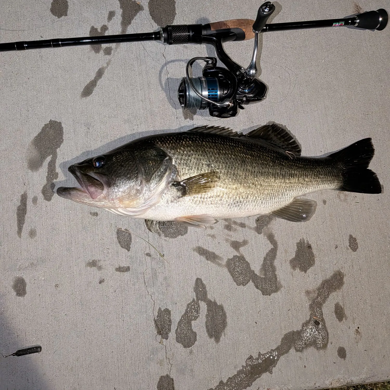 Largemouth bass caught on Fishbrain
