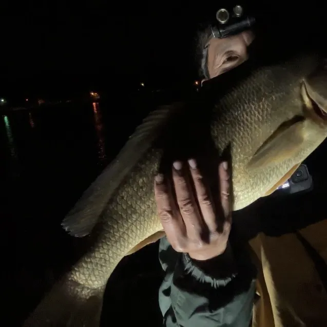 Freshwater drum caught on Fishbrain