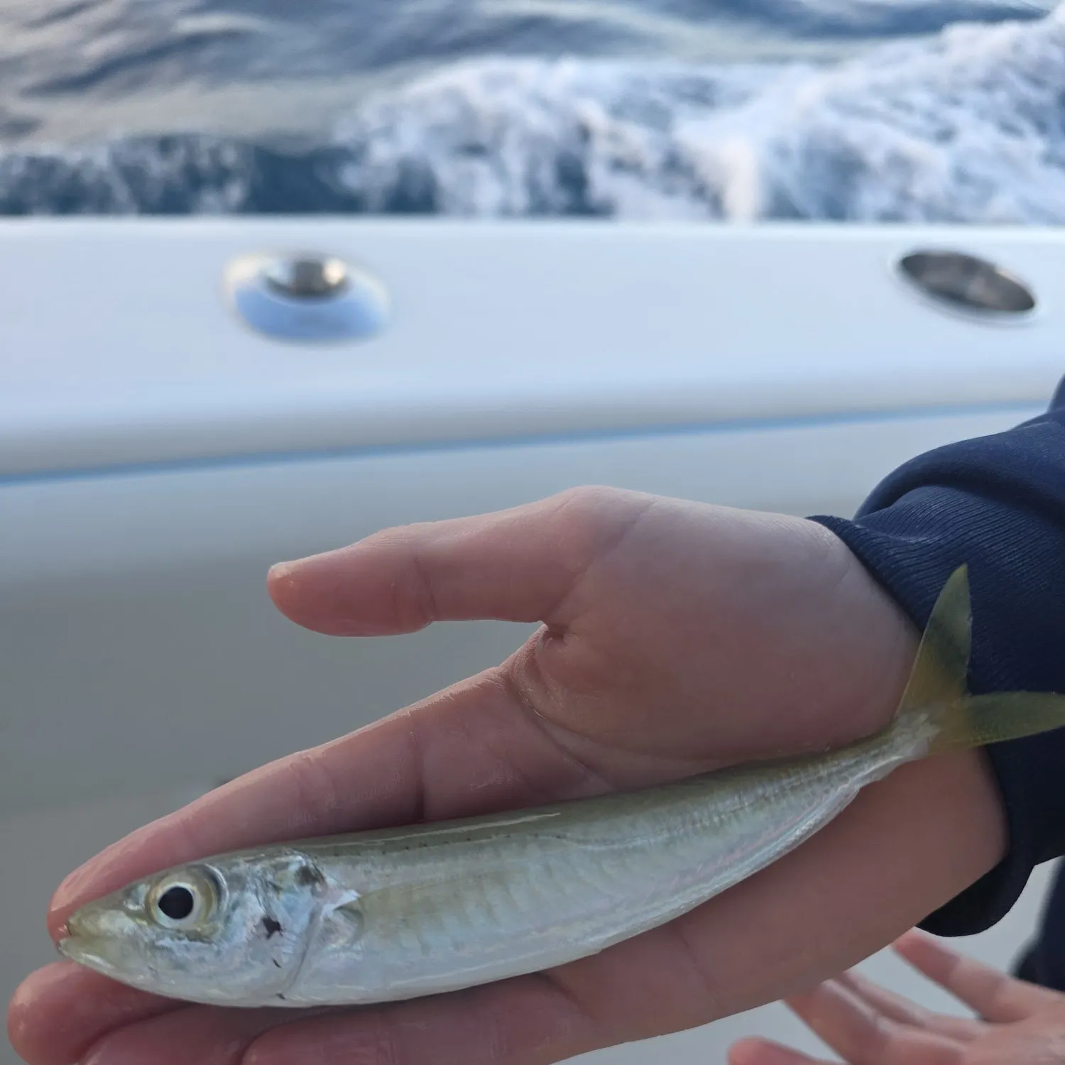 The most recent Round Scad catches on Fishbrain