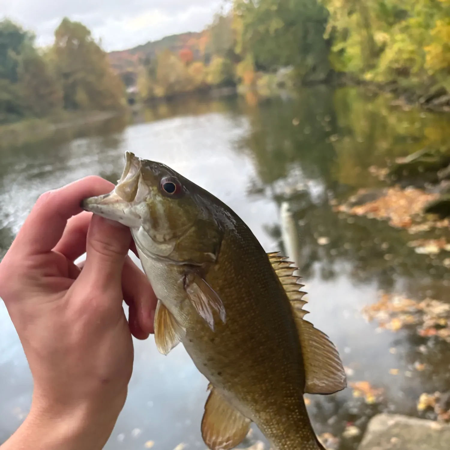 Smallmouth bass caught on Fishbrain